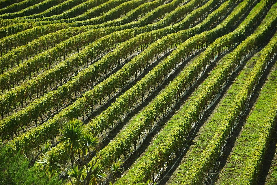 Luigi Bosca: Vinhos Argentinos com Legado e Excelência