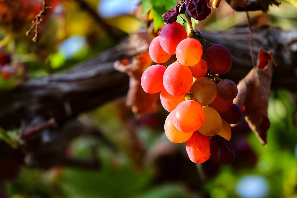 Matsu: Vinhos Espanhóis que Honram a Tradição