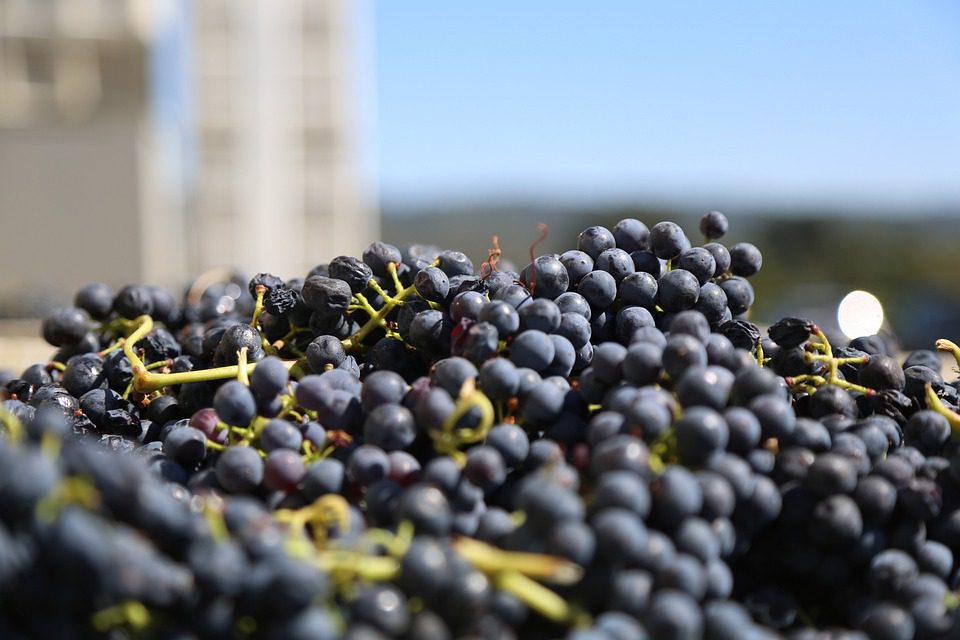 Millaman: A Força e a Beleza dos Vinhos Chilenos