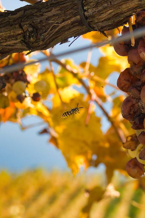 Mosquita Muerta Wines: Vinhos Argentinos com Personalidade Única