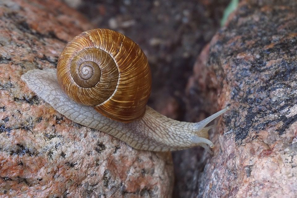 O Impacto das Mudanças Climáticas nos Terroirs Clássicos