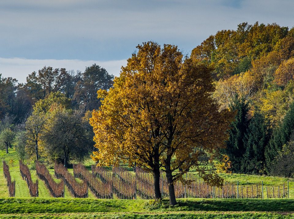 Penaflor S.A.: A Grandeza Argentina em Cada Garrafa de Vinho