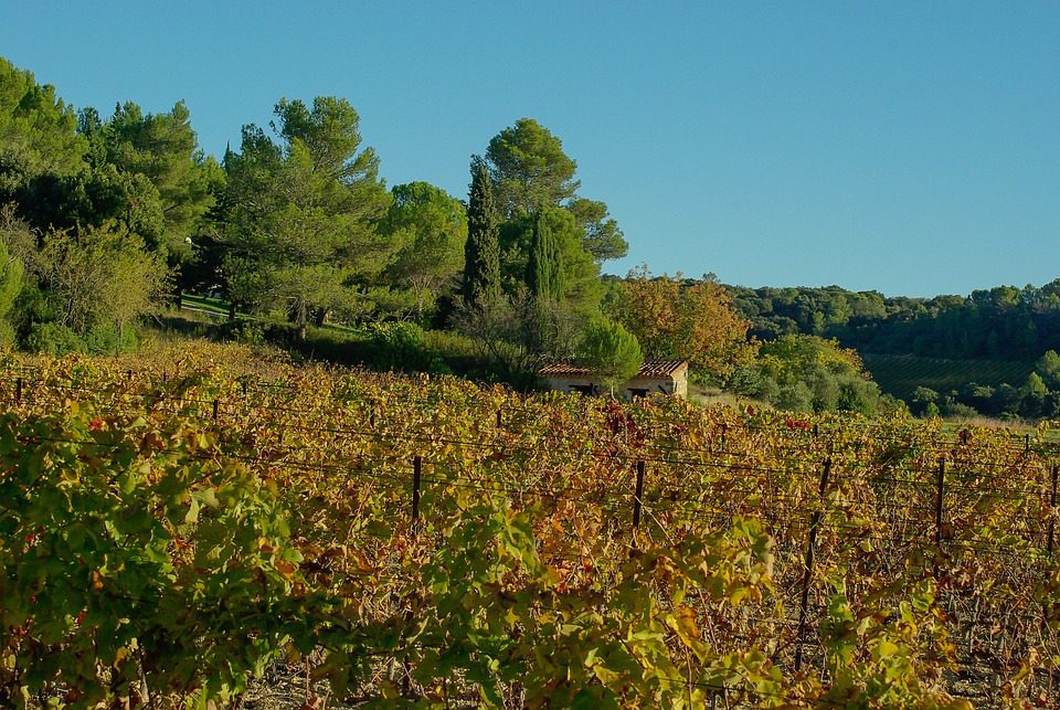 Peter Mertes KG Weinkellerei: A Tradição Alemã em Vinhos de Qualidade