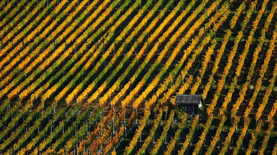 Salvador Patti: Vinhos Argentinos com Toque Artesanal