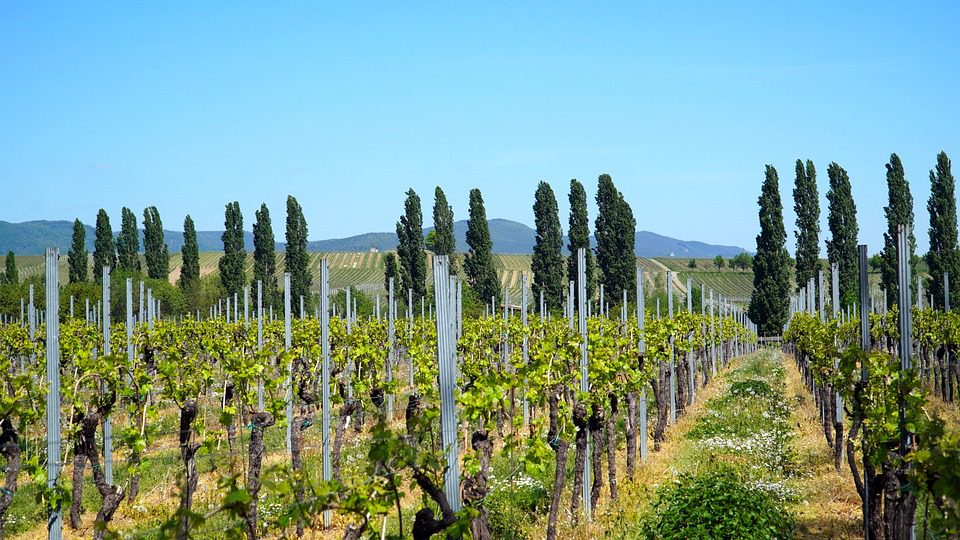 San Matteo: Vinhos Italianos com Sabor Autêntico