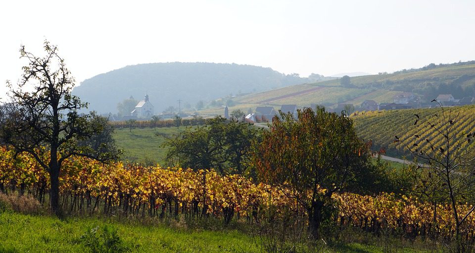 Scea des Vignobles Kopp: Vinhos Franceses que Falam ao Coração