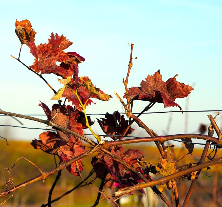 Schroder Schyler: Vinhos de Bordeaux com Tradição Familiar