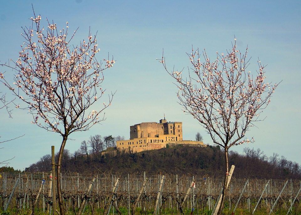 Sin Reglas Wines: Vinhos Argentinos que Quebram as Regras