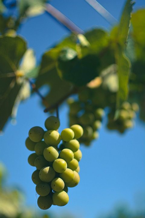 Tenuta Giacomina: A Essência Italiana em Vinhos Memoráveis