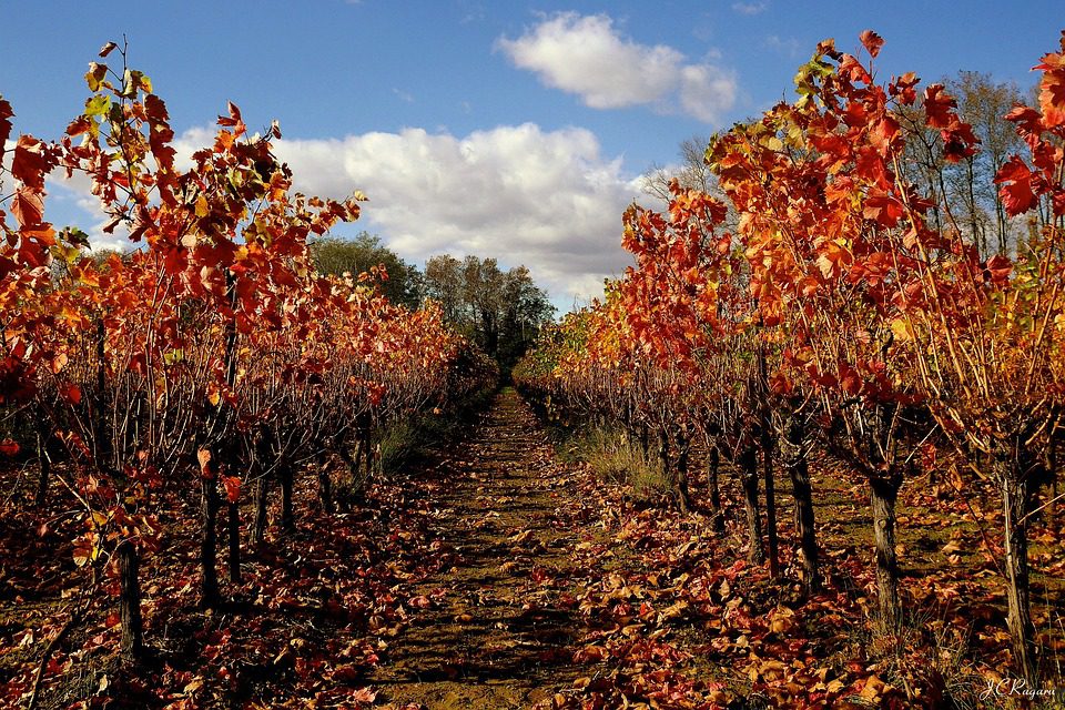 Tenute dei F.lli Gl Ciotola: Vinhos Italianos com Caráter Familiar