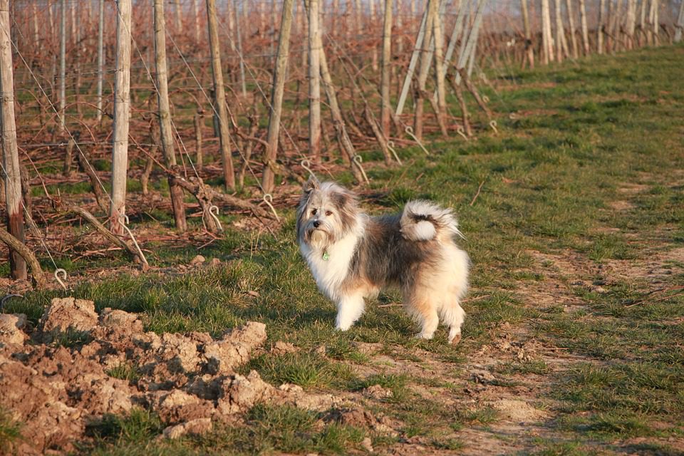 Terraustral Wine Company: A Paixão Chilena por Vinhos Excepcionais