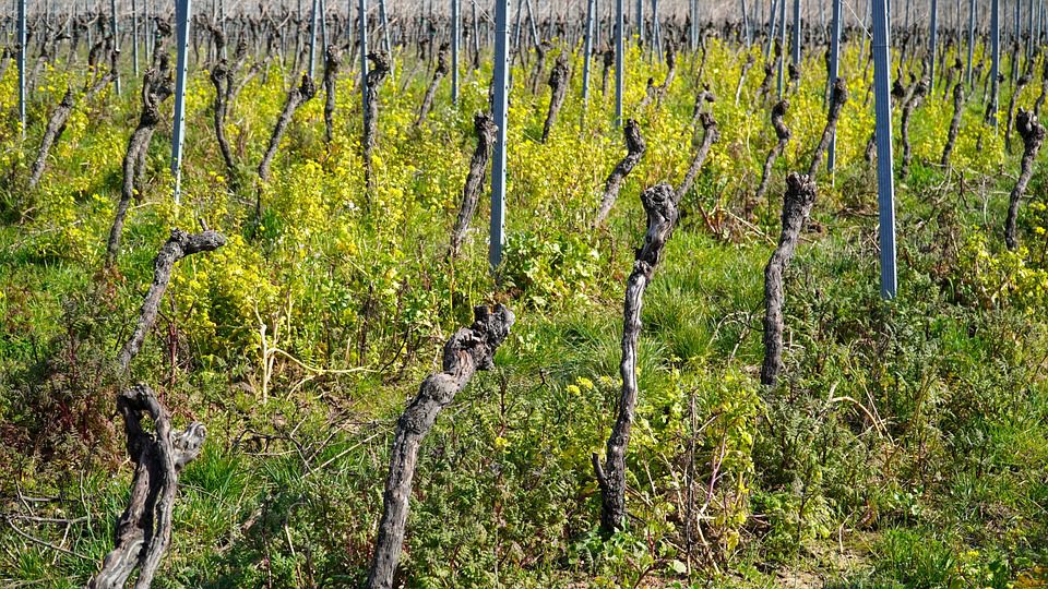 The Casella Family: Vinhos Australianos com Tradição Familiar