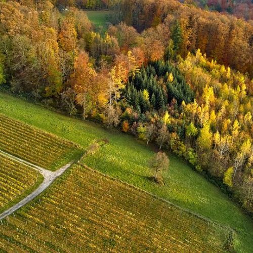 Valdorella: Espumantes Italianos para Momentos Especiais