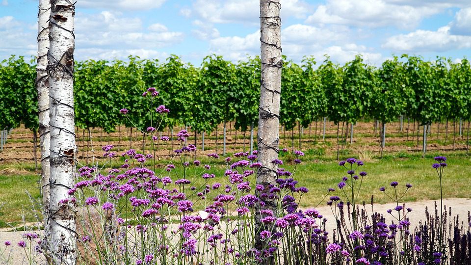 Vik Wine: Vinhos Chilenos de Vanguarda