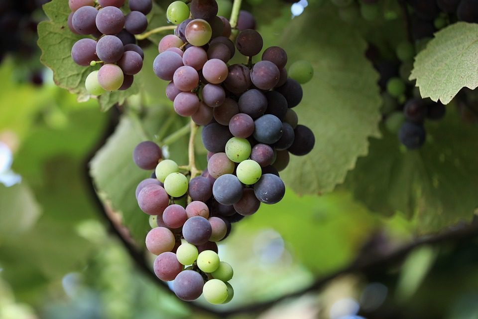 Vina Don Melchor: A Excelência Chilena em Cada Garrafa