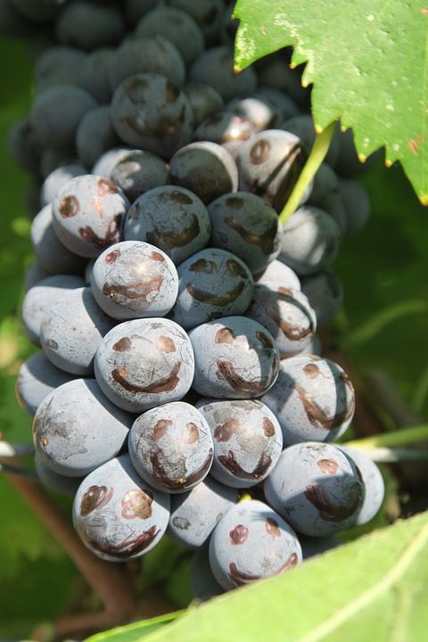 Vina Punti Ferrer: Vinhos Chilenos que Celebram a Inovação