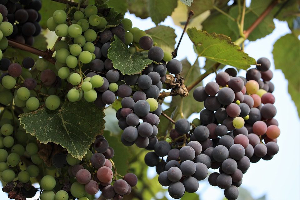 Vina Valle Secreto: Descubra os Tesouros Escondidos dos Vinhos Chilenos