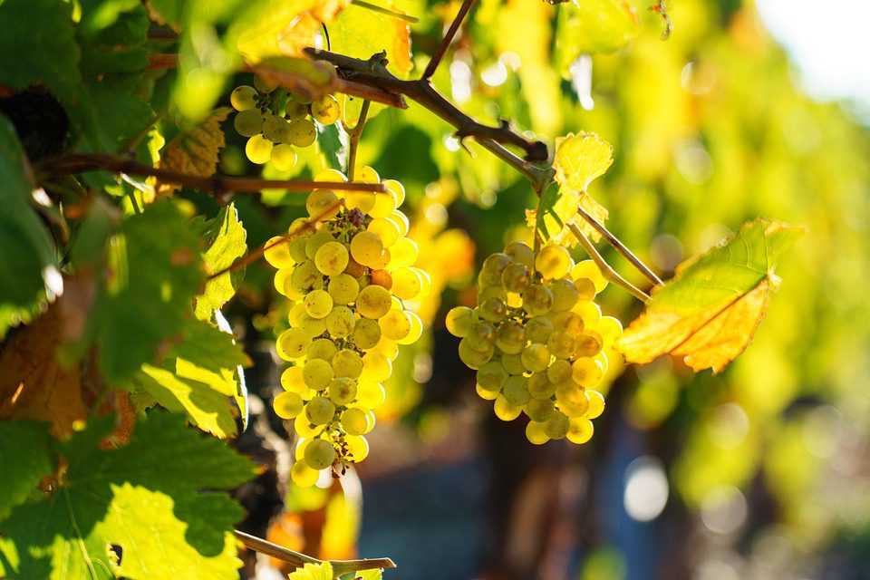 Vinho e Fotografia: Capturando a Essência da Vinicultura