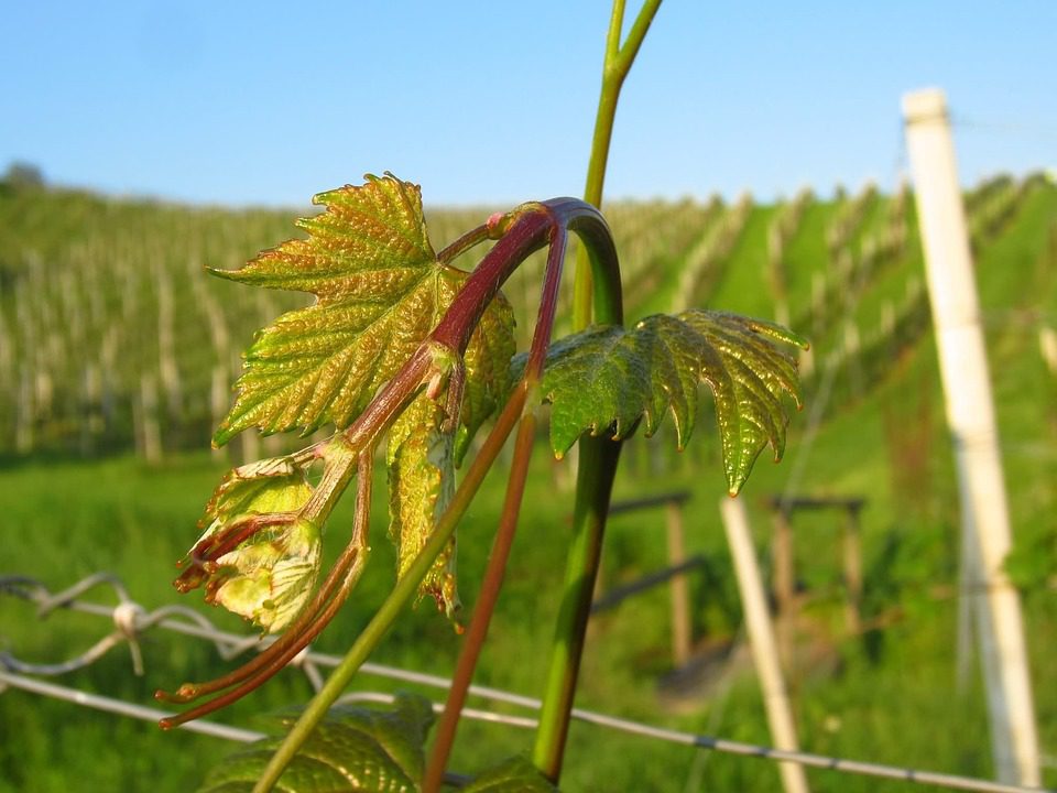 Vinho e Sustentabilidade: O Futuro Verde da Vinicultura