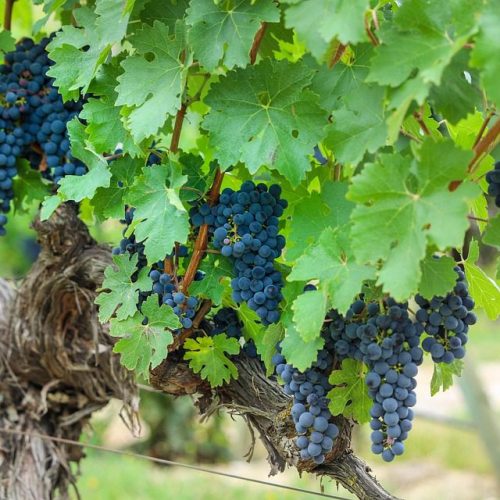 Azienda Vinicola: O Coração do Vinho Italiano