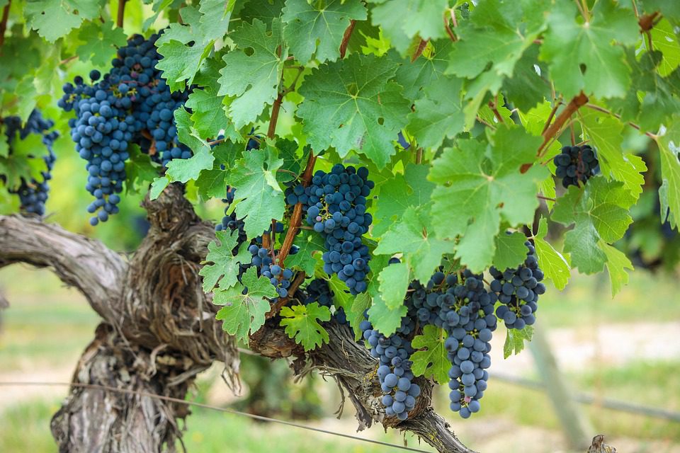Azienda Vinicola: O Coração do Vinho Italiano