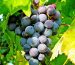 Bardos Wine: Histórias de Vinhas e Sonhos