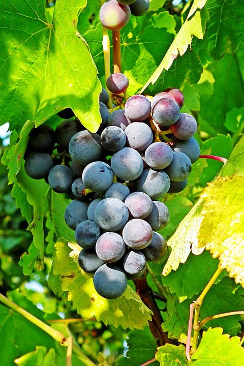 Bardos Wine: Histórias de Vinhas e Sonhos