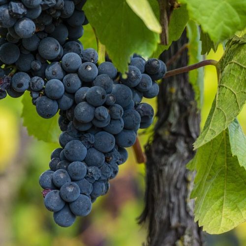 Belvue Les Filieres: A Filosofia do Vinho na França