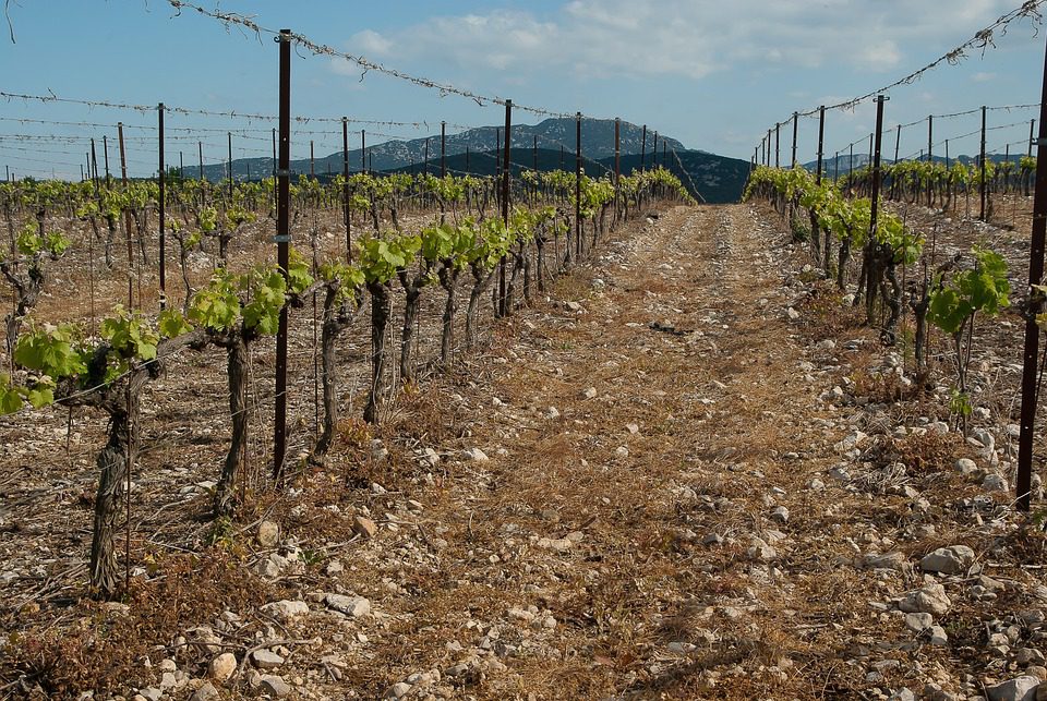 Casa Santos Lima: A Diversidade do Vinho Português