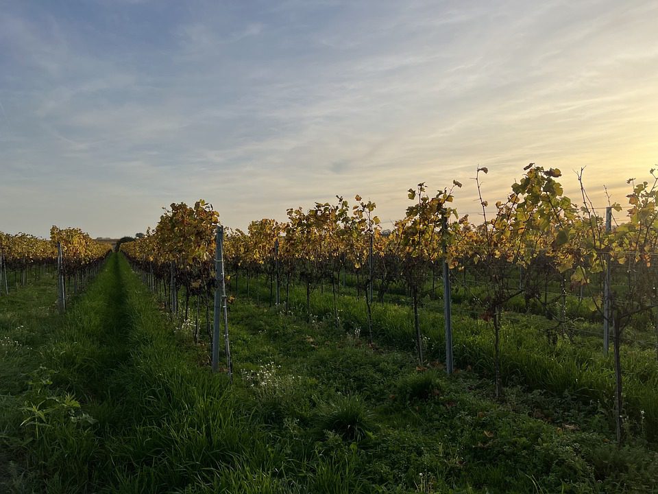 Casama Frascati: A Alma do Lazio em Cada Garrafa