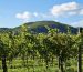 Cavalli Wine Farm: Elegância e Arte no Vinho Sul-Africano