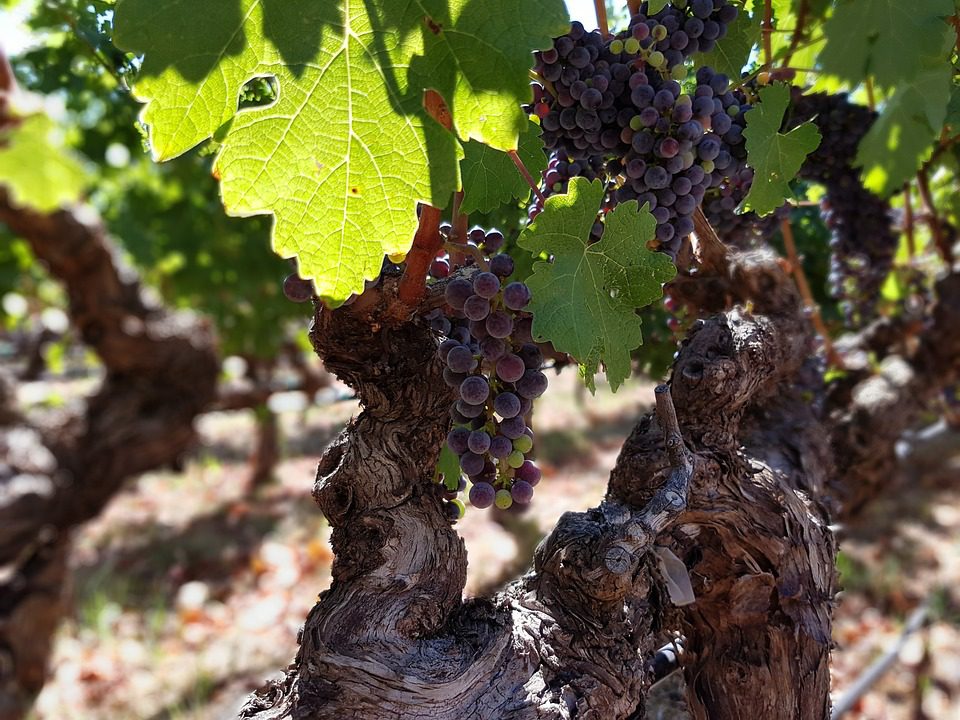 Château La Coste: Onde Vinho e Arte se Encontram