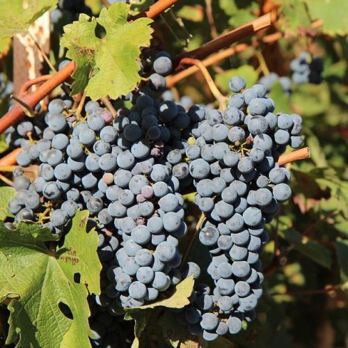 Colosso Wines: A Força dos Vinhos Robustos