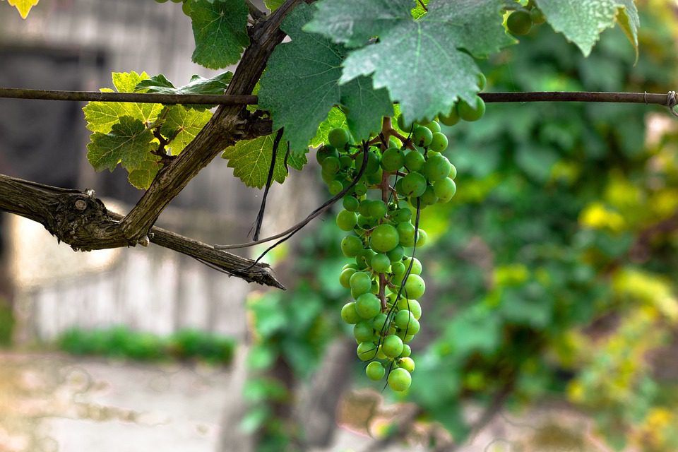 Columbia Crest: A Excelência do Vinho de Washington