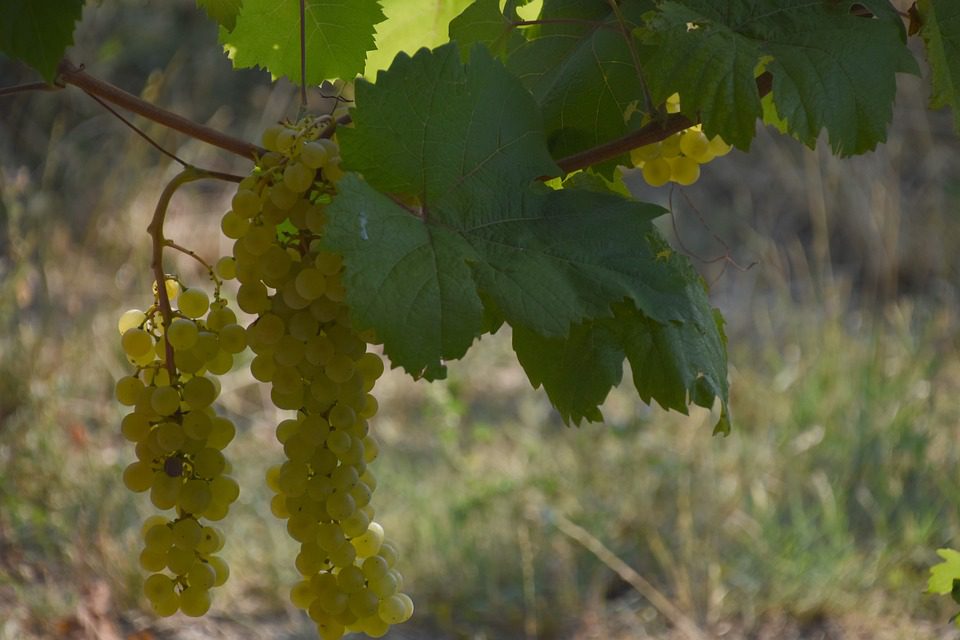 Cortes de Cima: Inovando no Alentejo