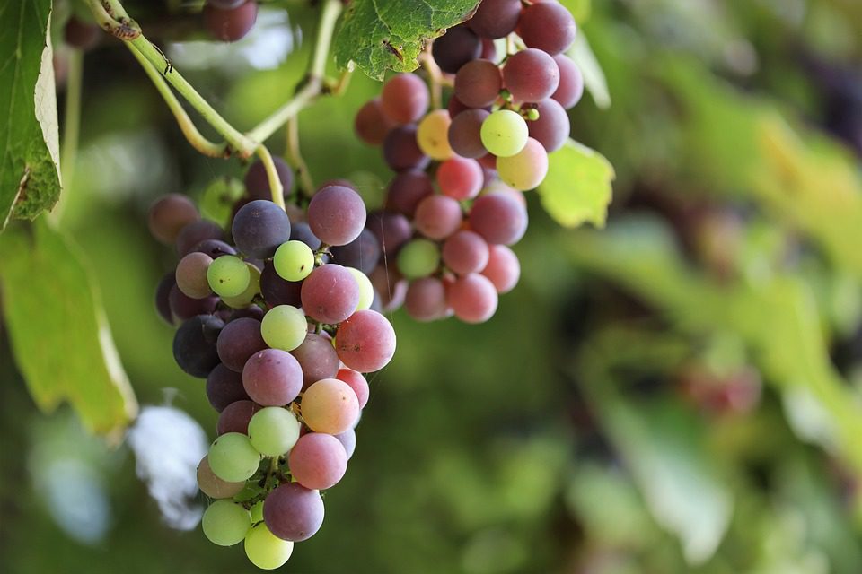 Domaine Bousquet: Orgânico por Natureza