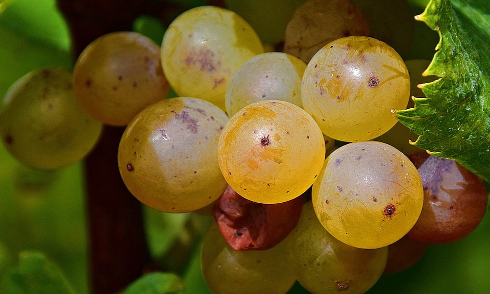 Familia Falasco: Compromisso e Paixão pelo Vinho