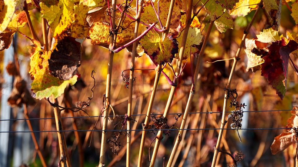 Hacienda Lopez de Haro: A Tradição que Flui do Rioja