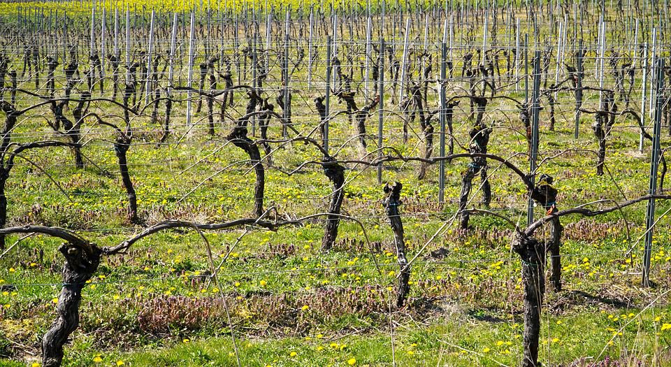 Herdade do Mouchão: Um Ícone do Vinho Português