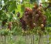 A Conspiração dos Vignerons: O Escândalo do Vinho de Madeira Falsa