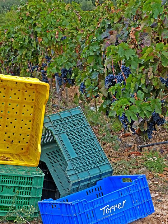 A Roubalheira do Rioja: Investigações de Fraudes em Vinhos Espanhóis