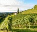 Explorando os Vinhos do Jura na França - Elite Vinho