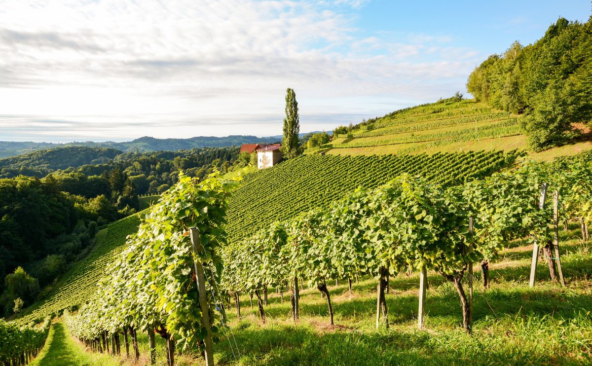 Explorando os Vinhos do Jura na França - Elite Vinho