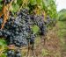 O Escândalo do Vinho Austríaco: Anticongelante no Copo