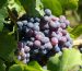 O Legado dos Ladrões de Uva: Histórias Não Contadas do Submundo do Vinho