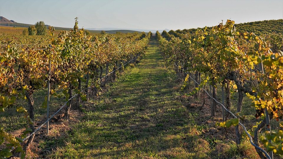 O Mistério do Barco dos Vinhos: A Nau Afundada com Tesouros Enológicos