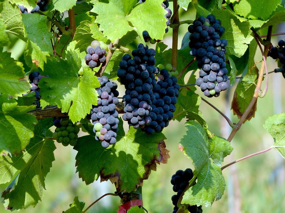 A Magia da Harmonização: Vinhos e Cozinha Tailandesa