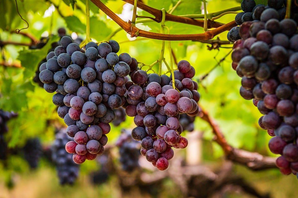 A Magia dos Vinhos de Toro na Espanha