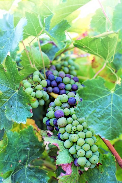 A Perfeição dos Vinhos com Queijos de Cabra