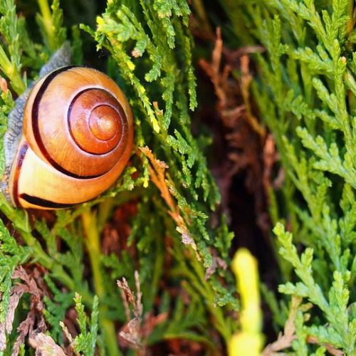 Como Escolher Vinhos para Churrascos